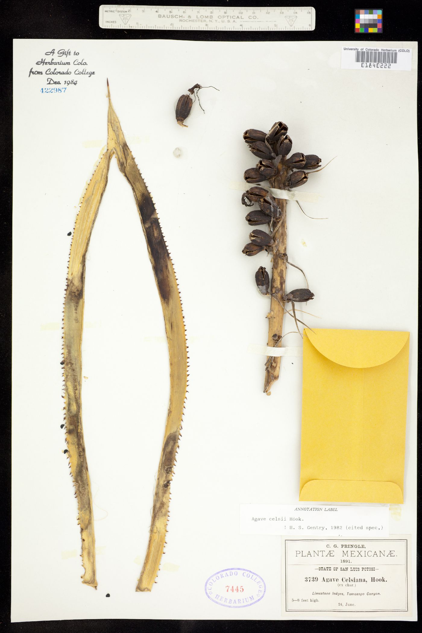 Agave mitis image