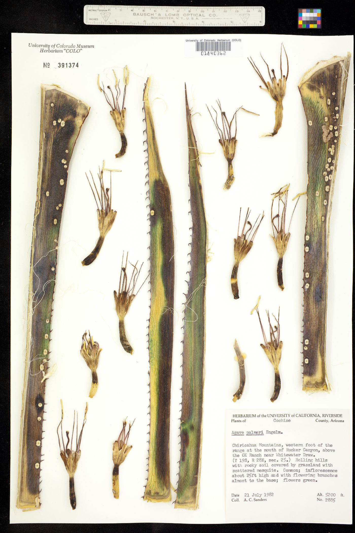 Agave palmeri image