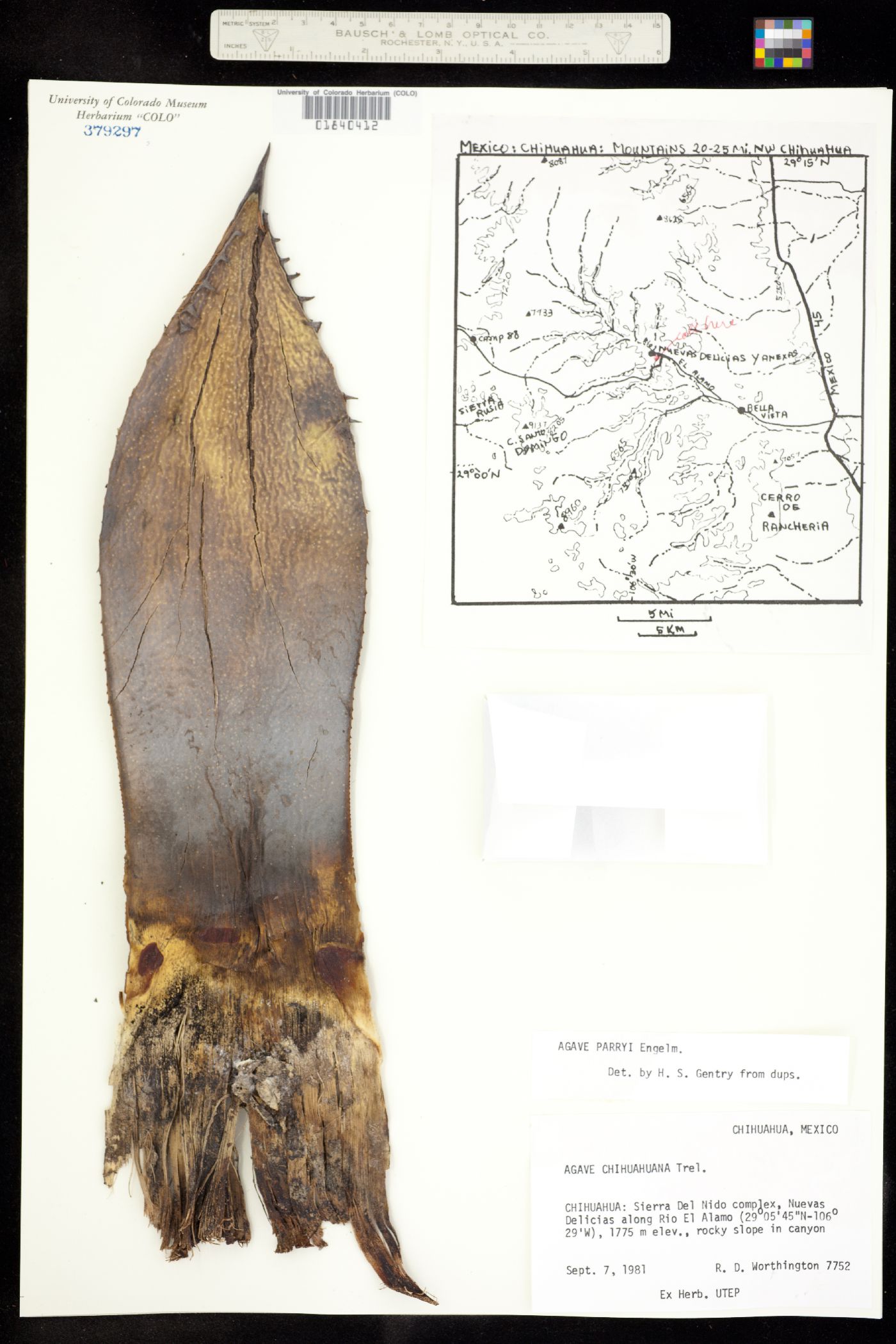 Agave parryi image