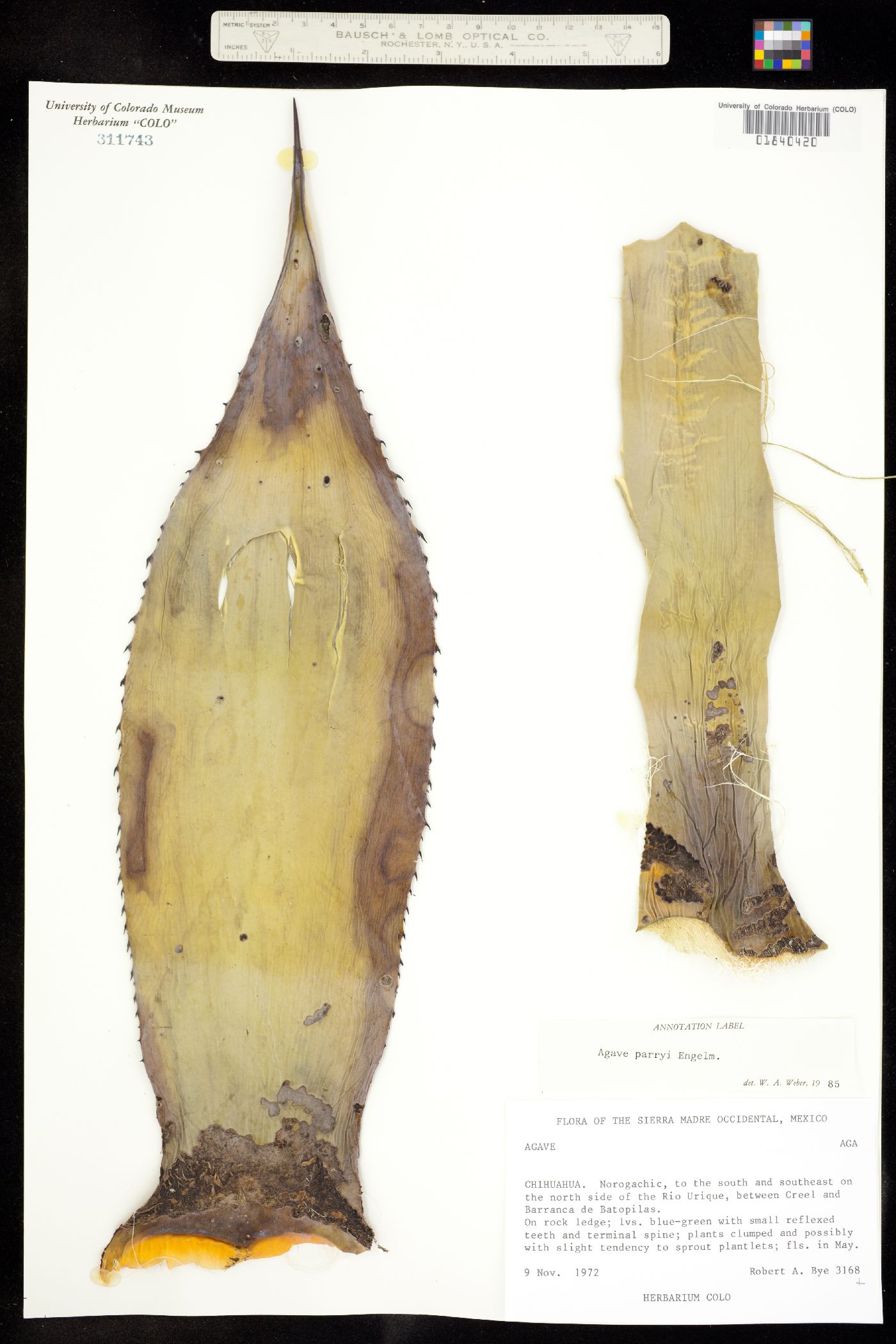 Agave parryi image