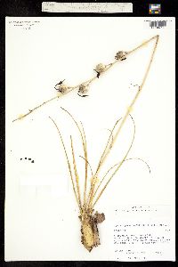 Manfreda singuliflora image