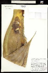 Agave pedunculifera image