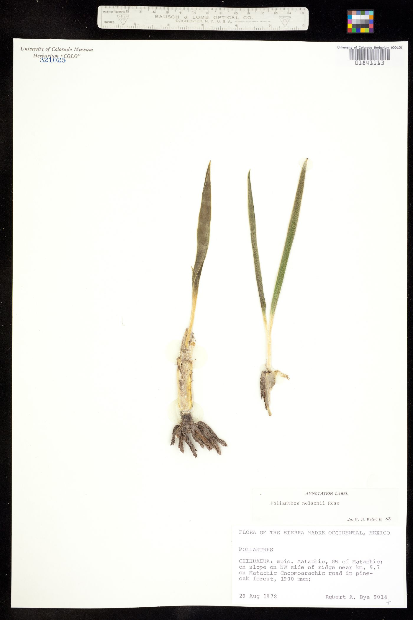 Polianthes nelsonii image