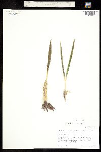 Polianthes nelsonii image