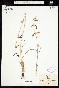 Polianthes geminiflora image