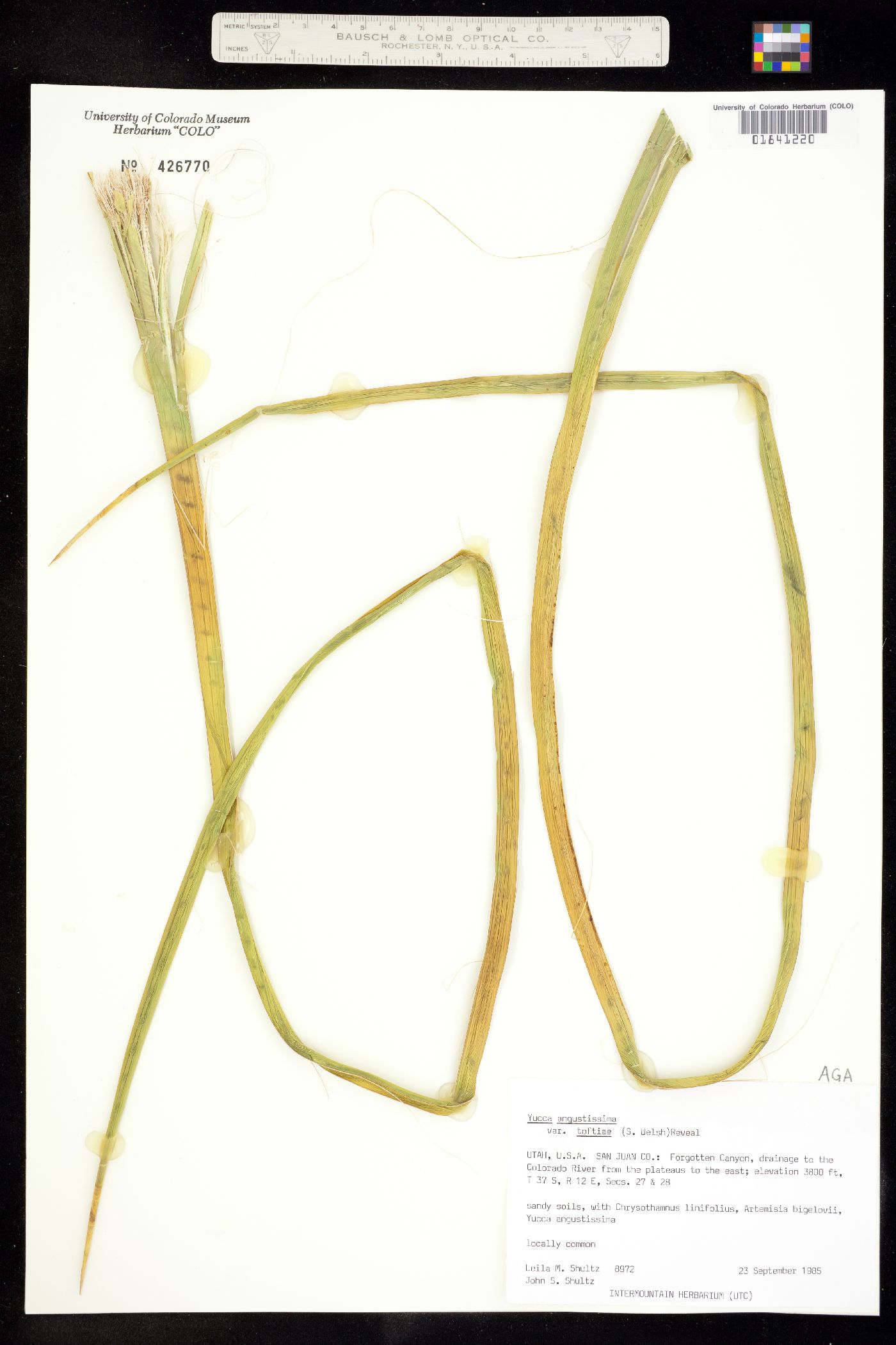 Yucca angustissima image