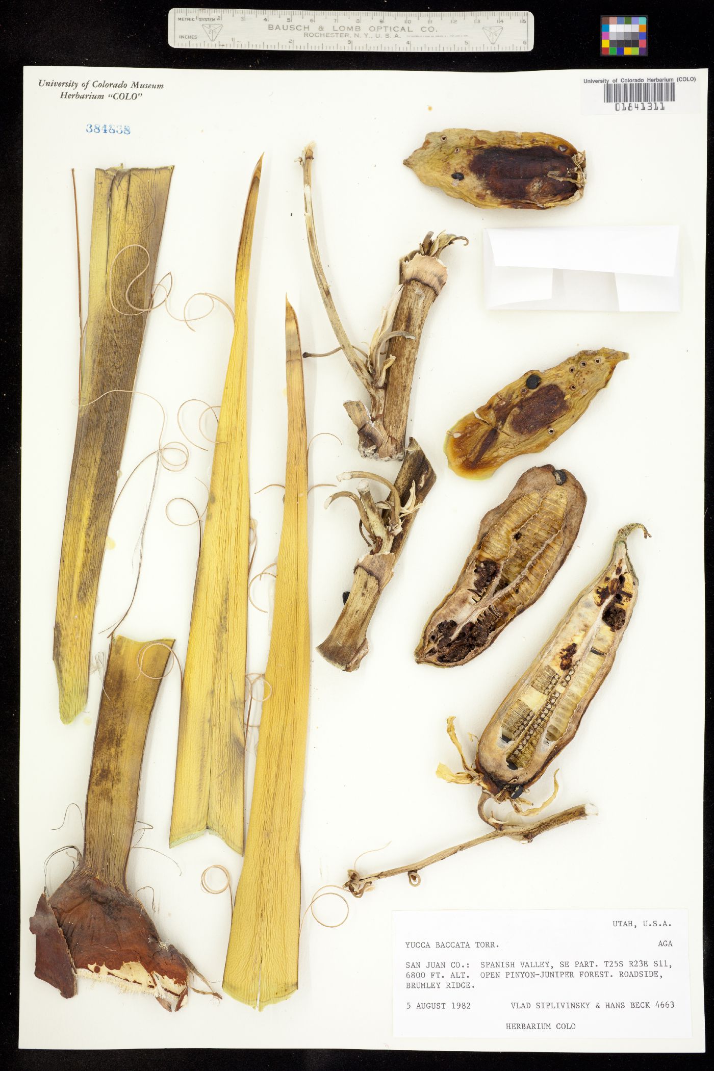 Yucca baccata image