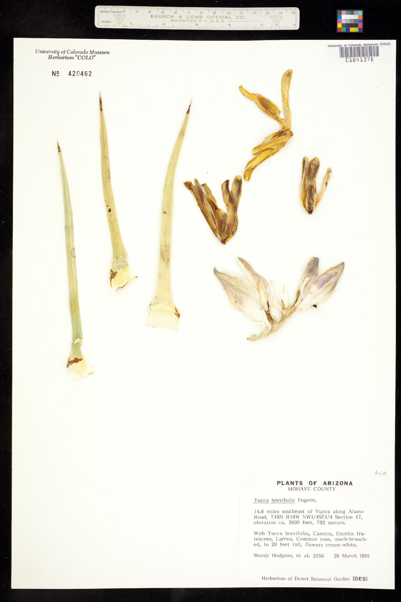 Yucca brevifolia image