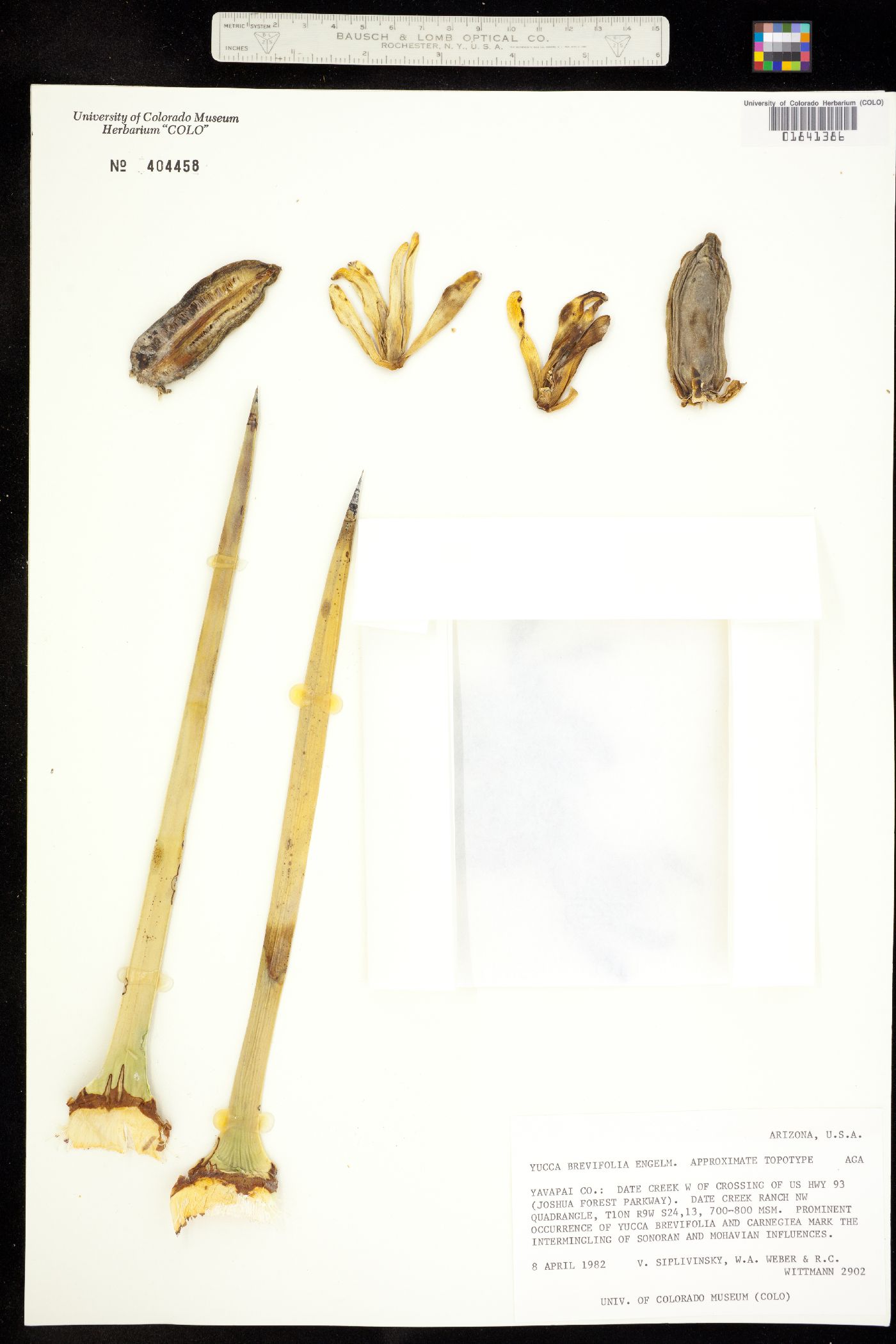 Yucca brevifolia image