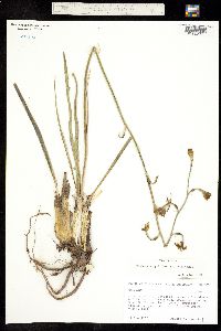 Manfreda singuliflora image