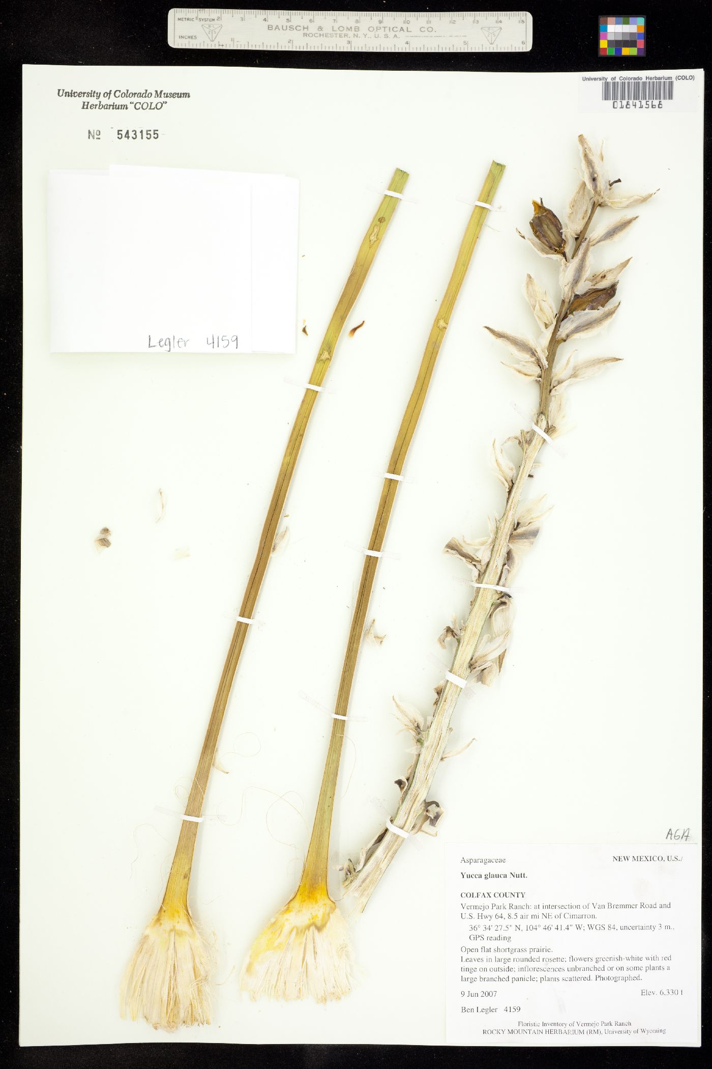 Yucca glauca image