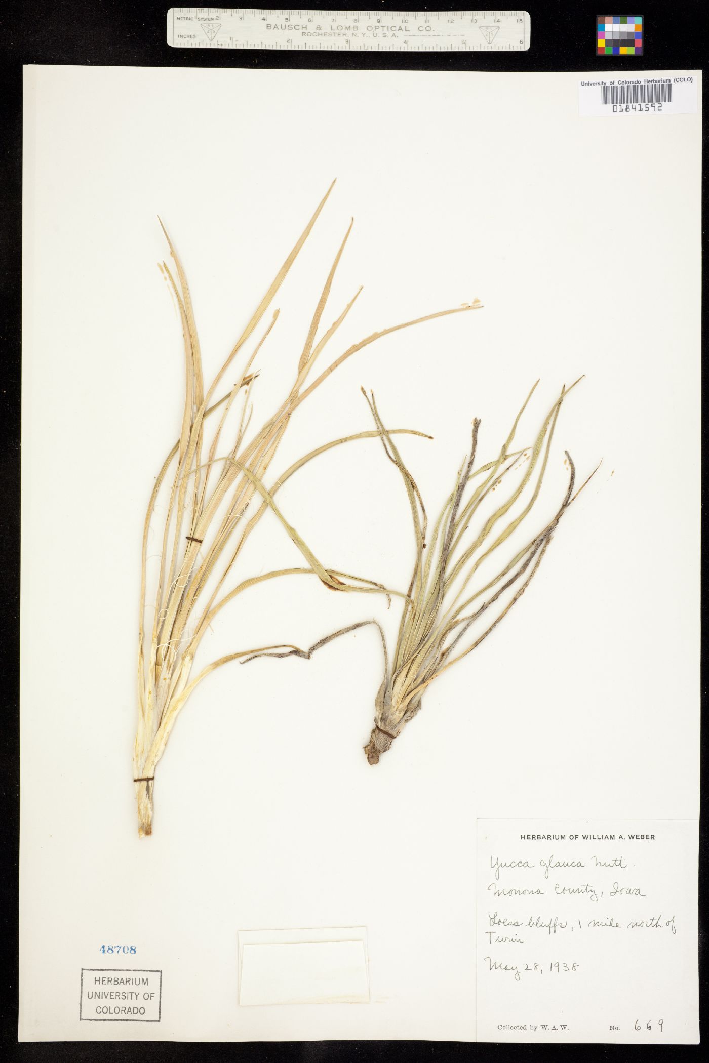 Yucca glauca image
