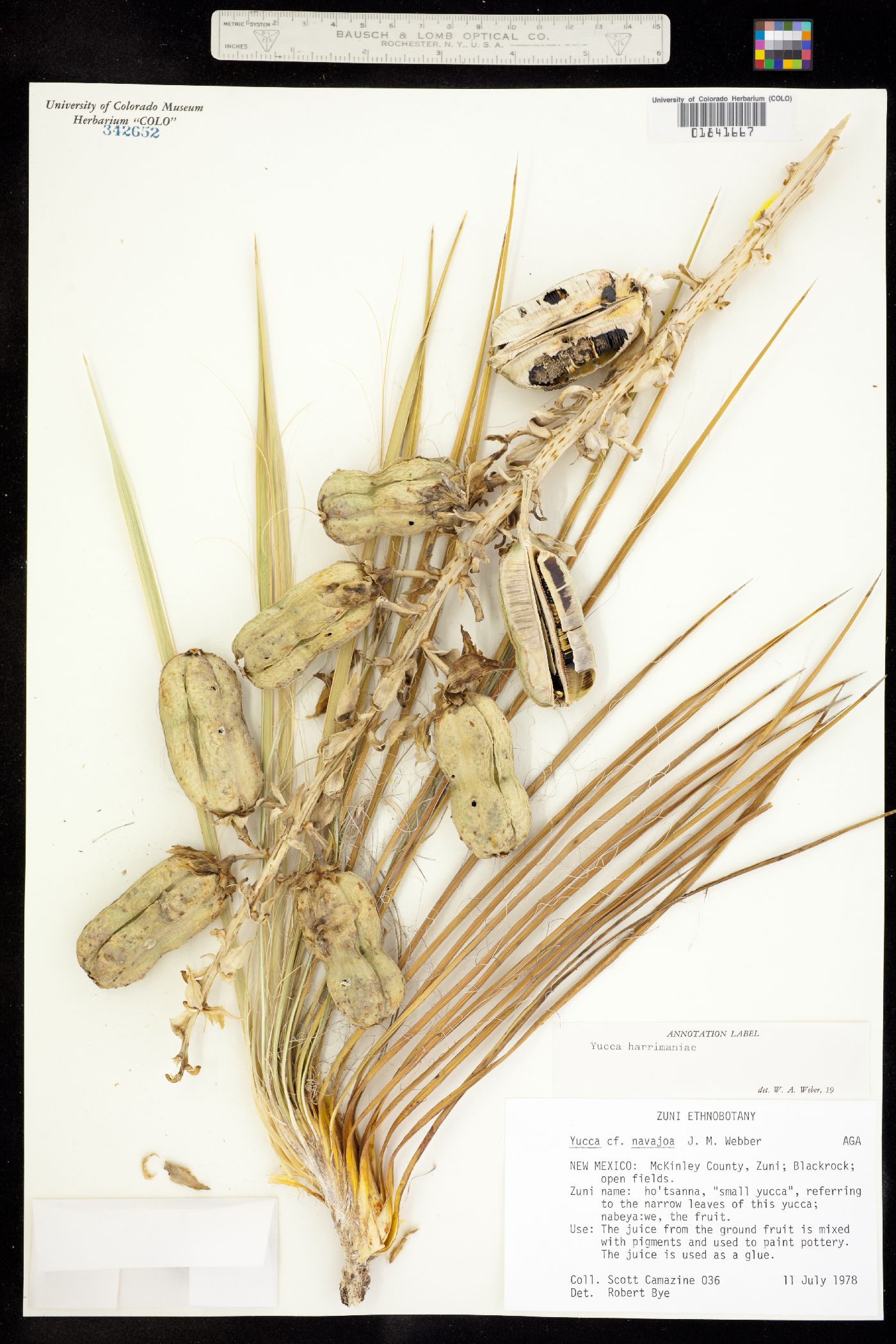 Yucca harrimaniae image