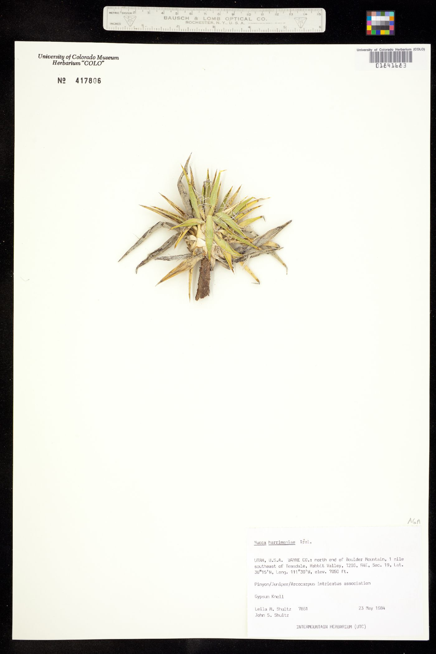 Yucca harrimaniae image