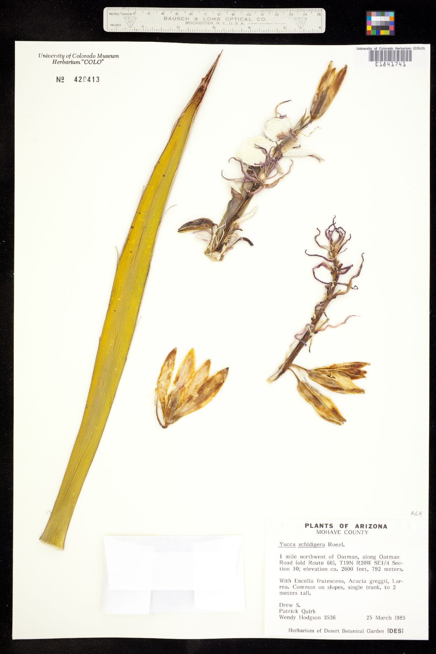 Yucca schidigera image
