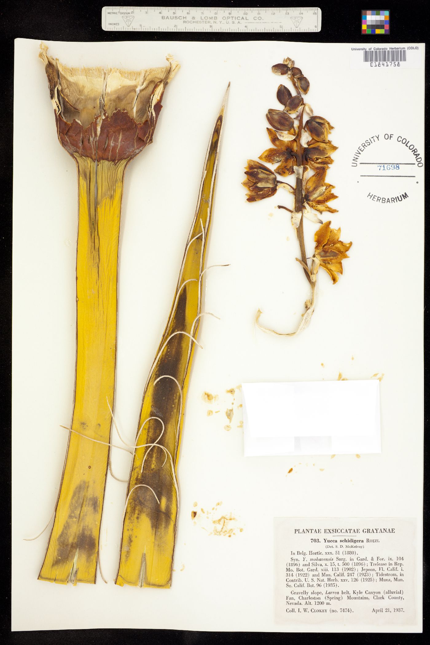 Yucca schidigera image