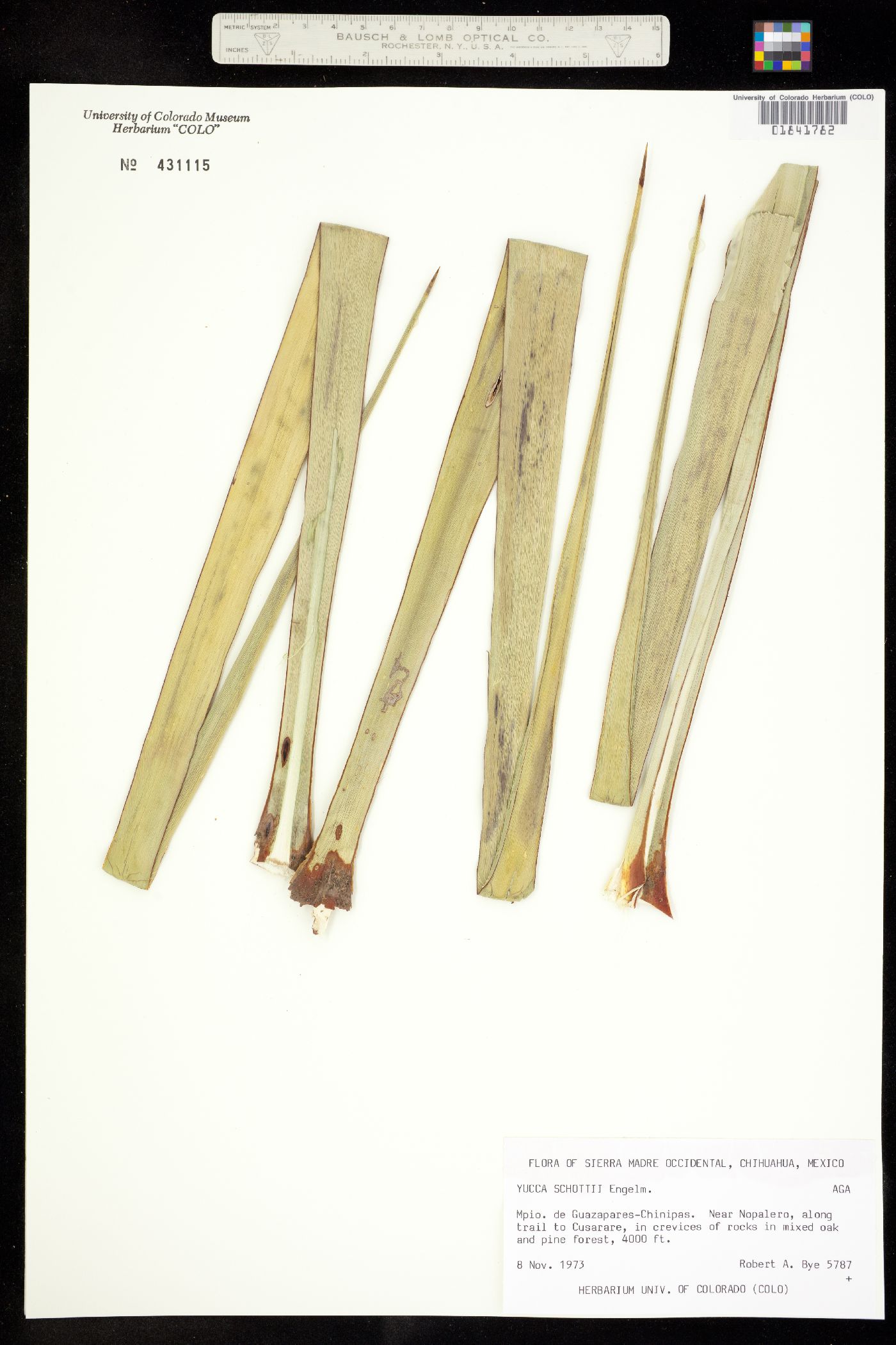 Yucca X schottii image