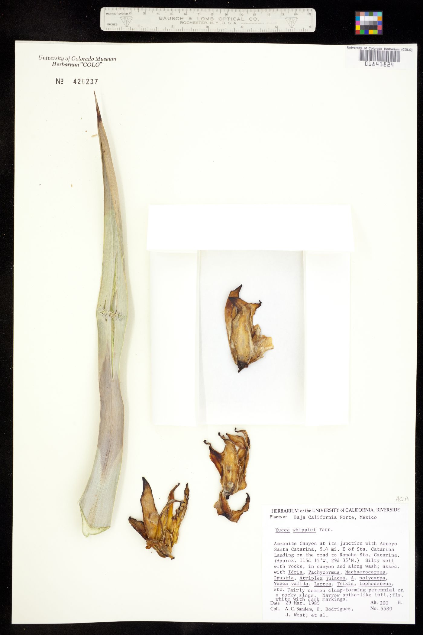 Hesperoyucca whipplei image