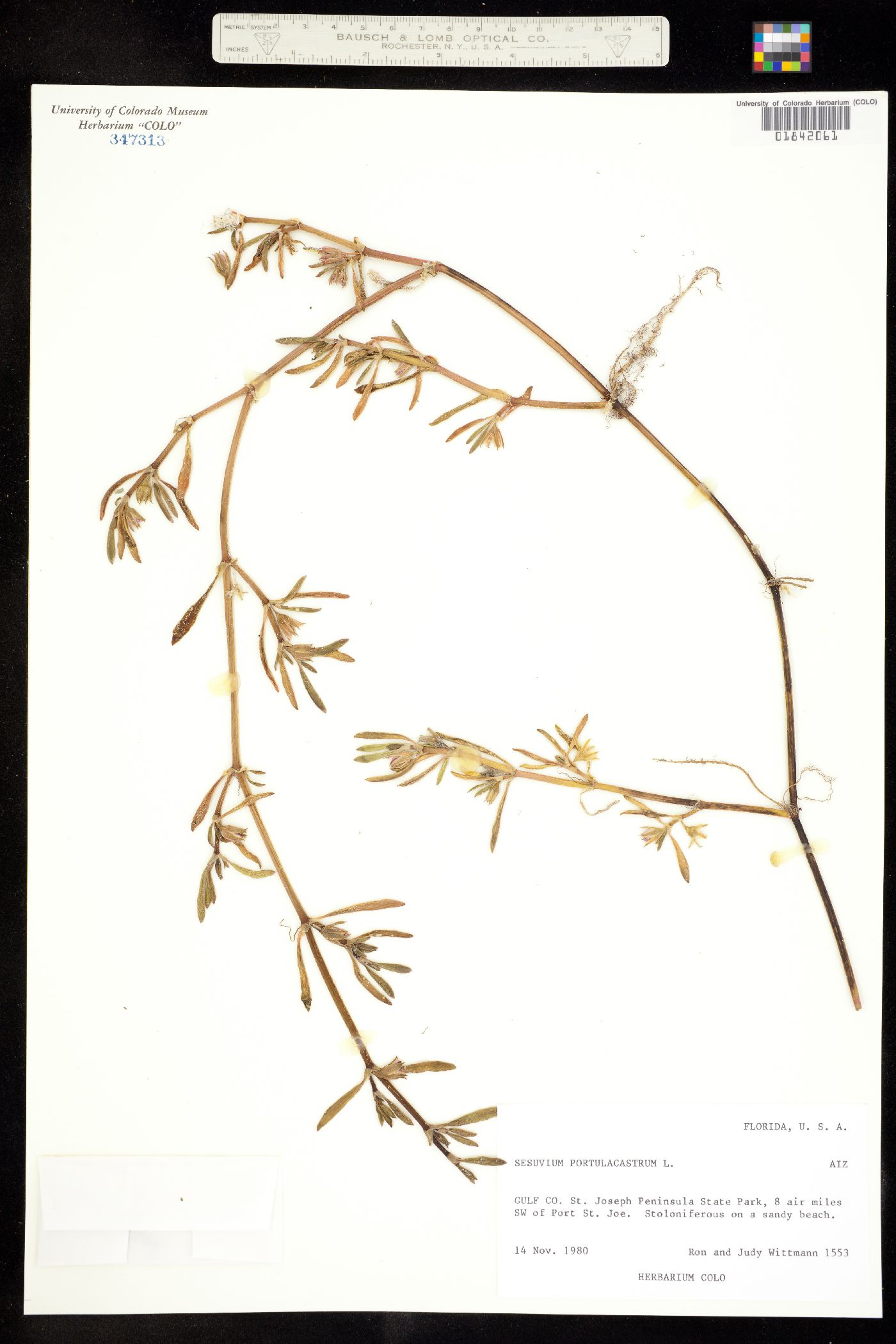 Sesuvium image
