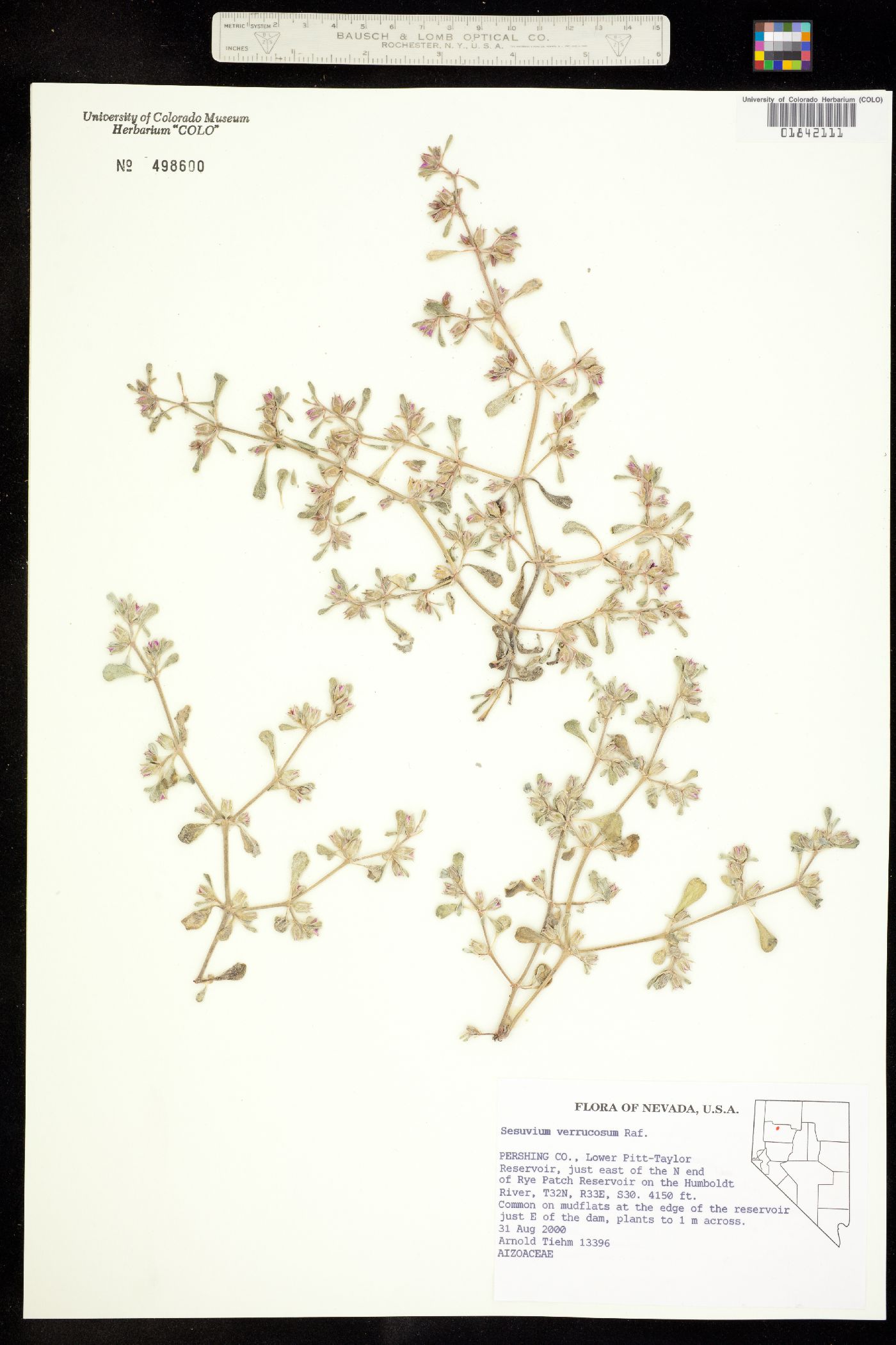 Sesuvium verrucosum image