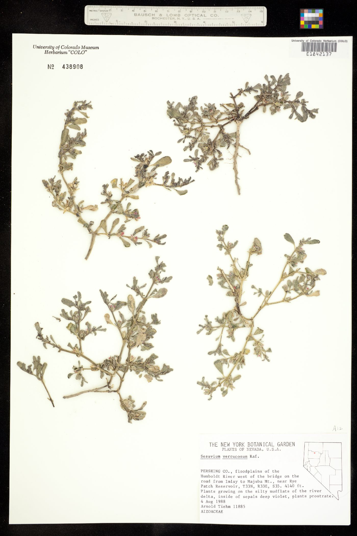 Sesuvium verrucosum image