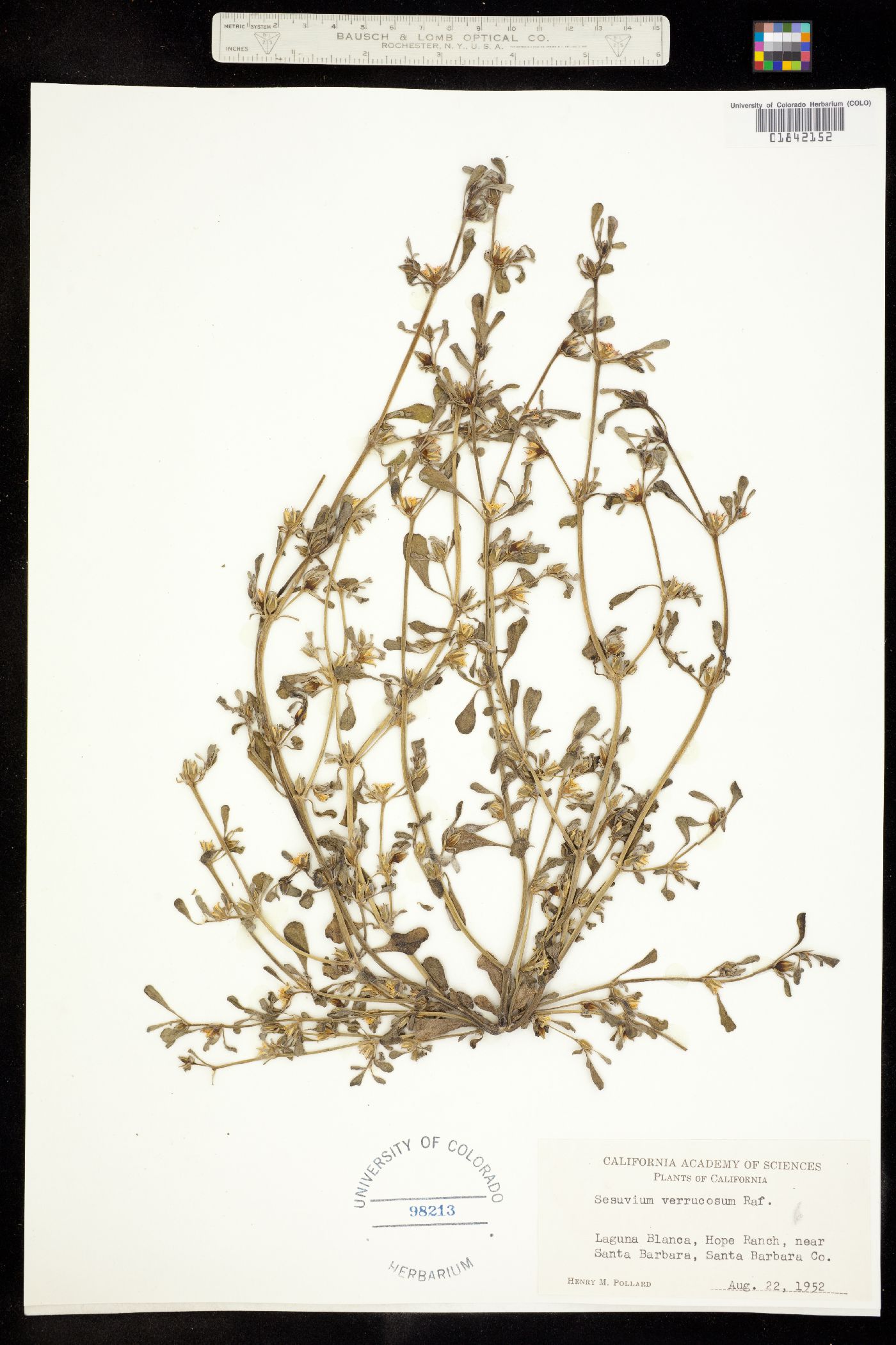 Sesuvium verrucosum image