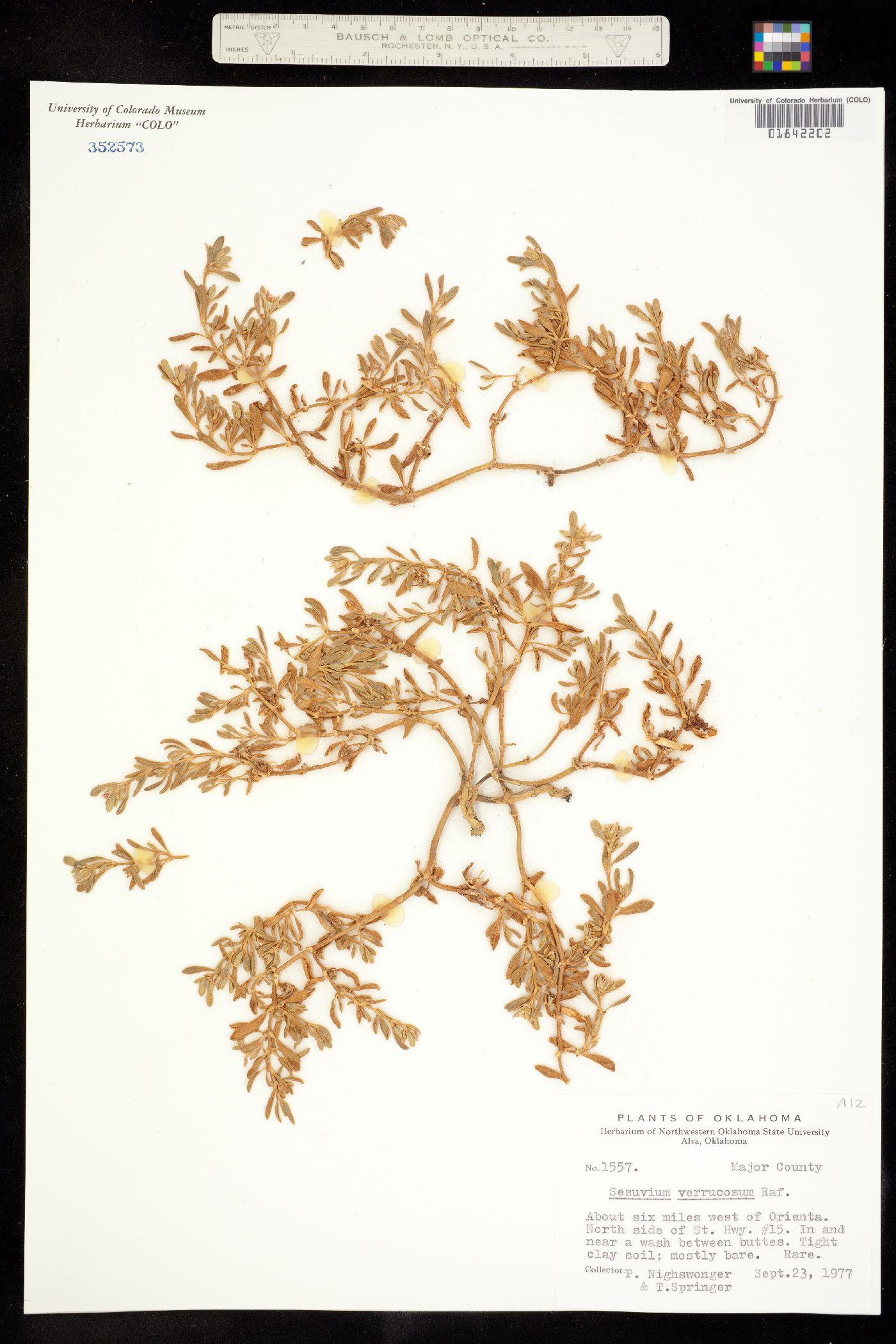 Sesuvium verrucosum image