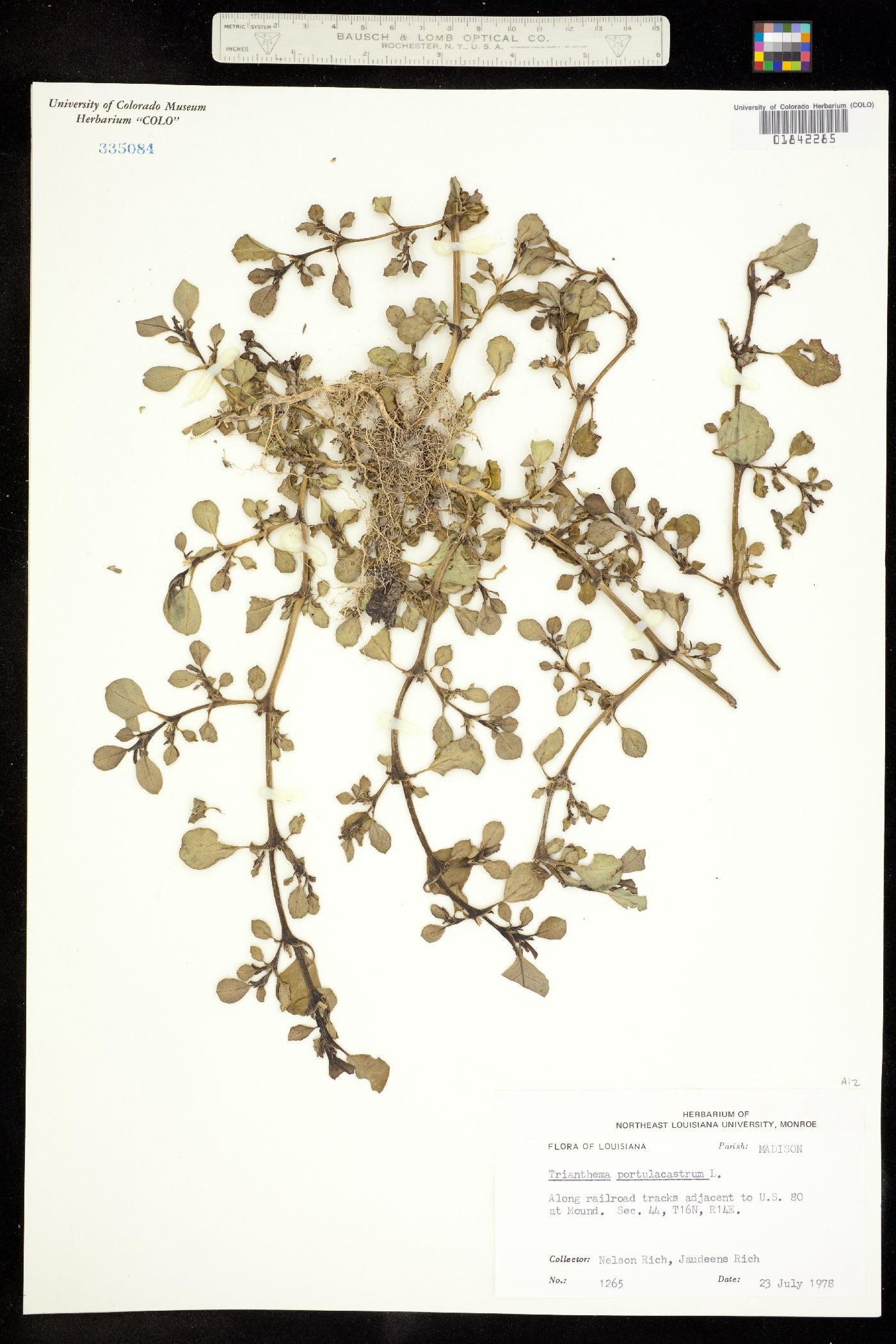 Trianthema image