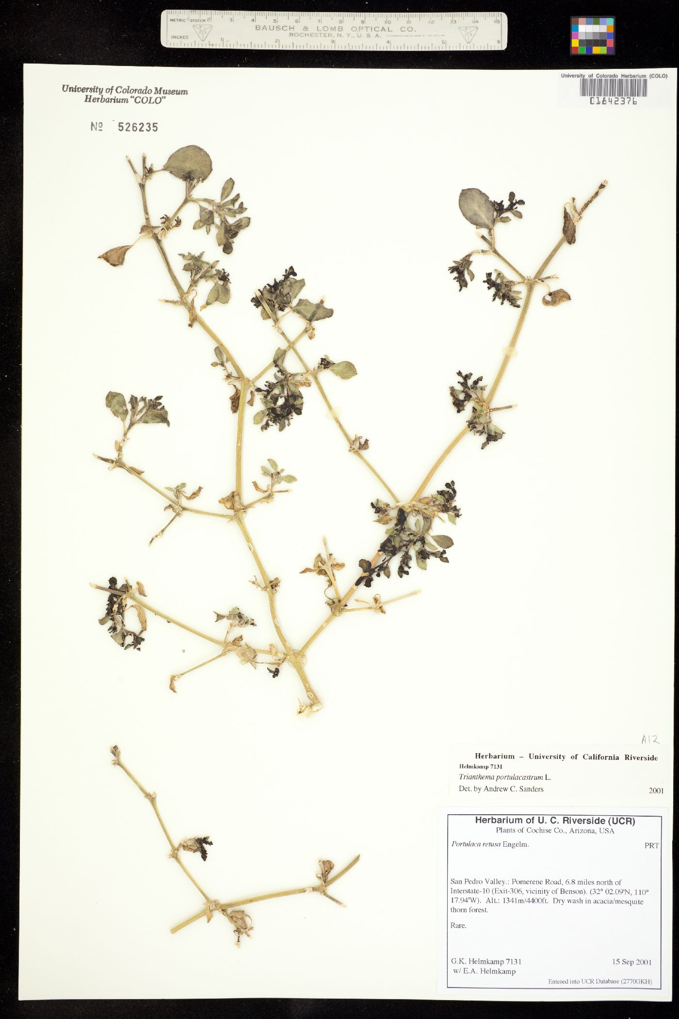 Trianthema image