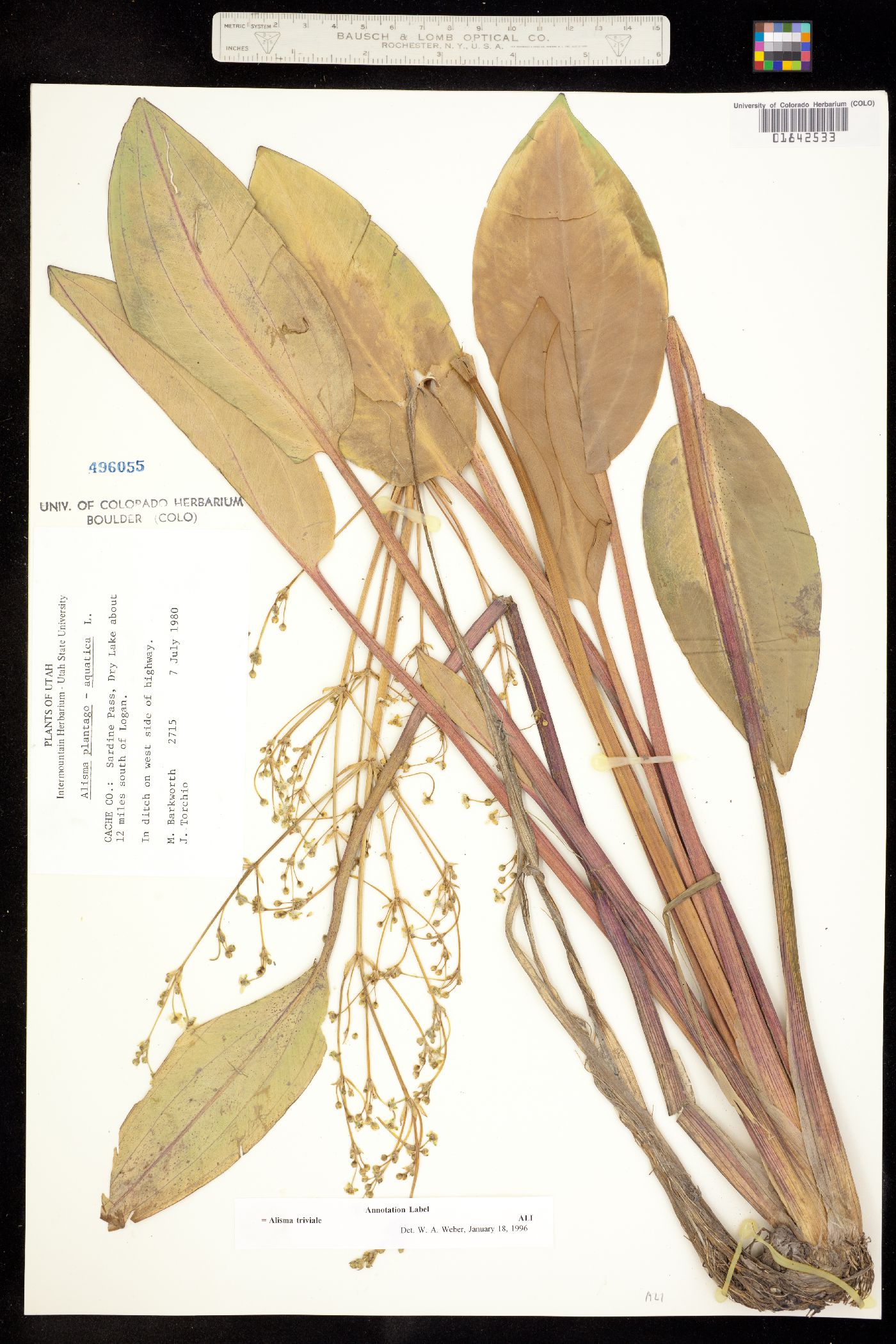Alisma triviale image
