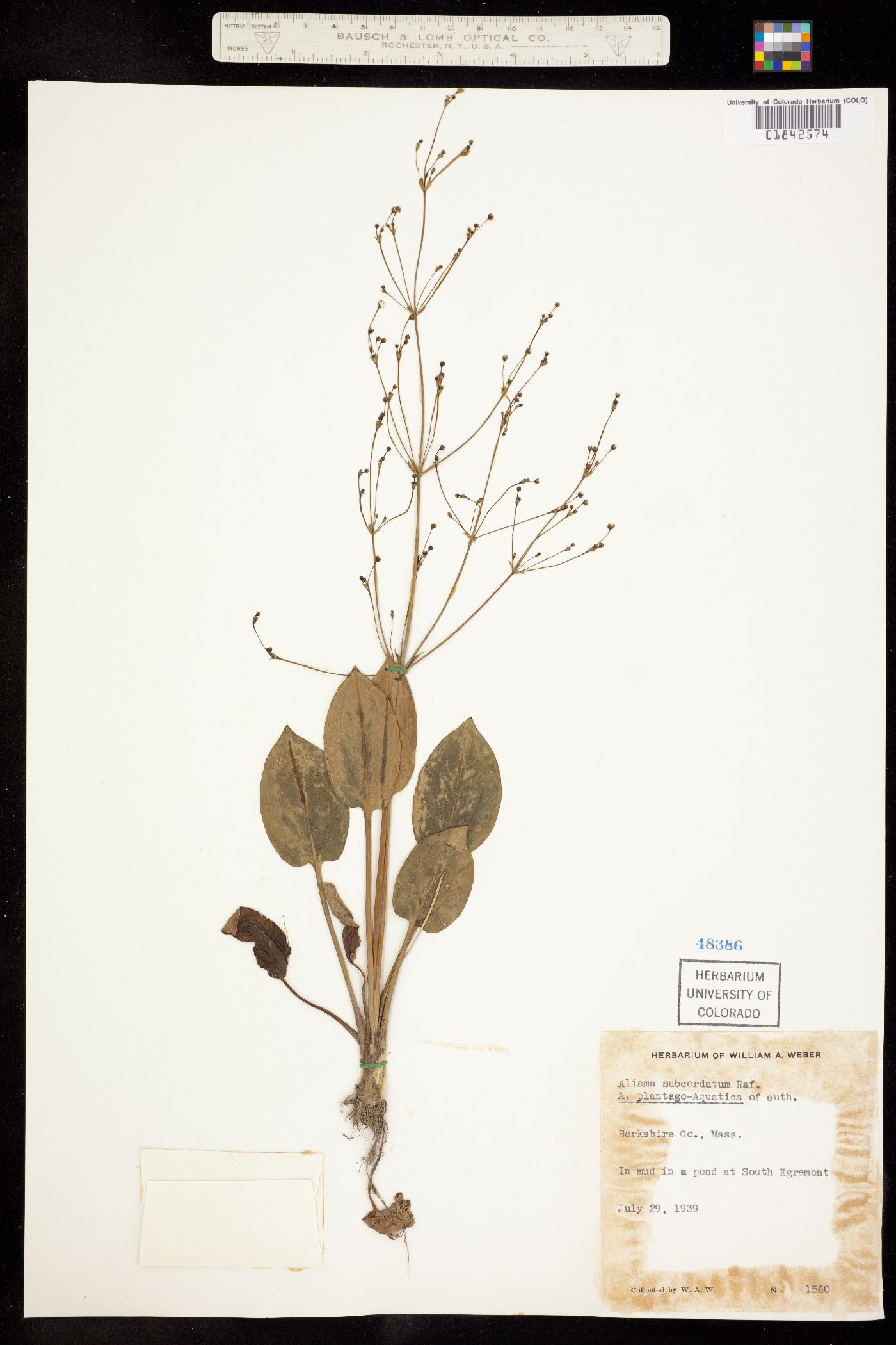 Alisma triviale image