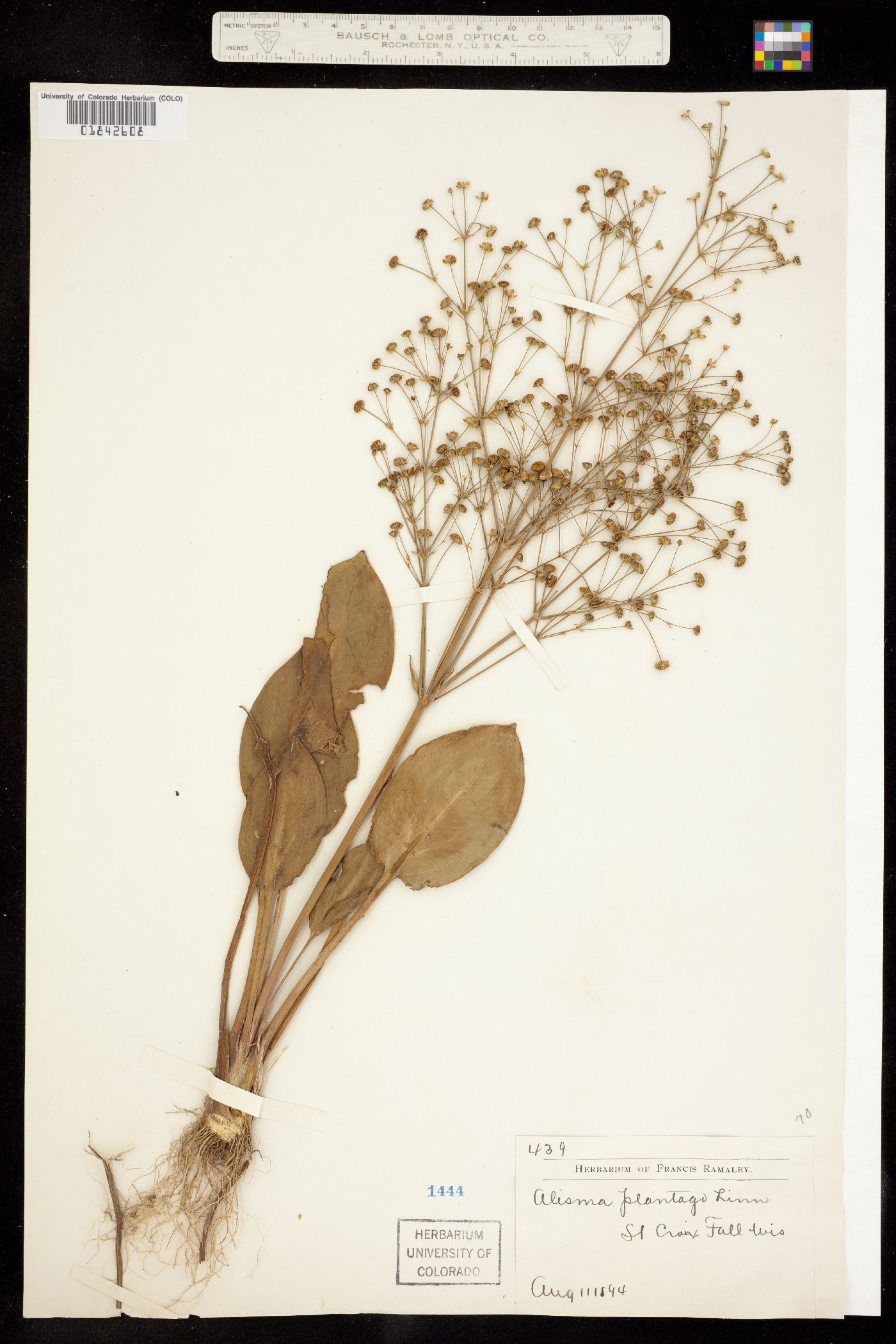 Alisma triviale image