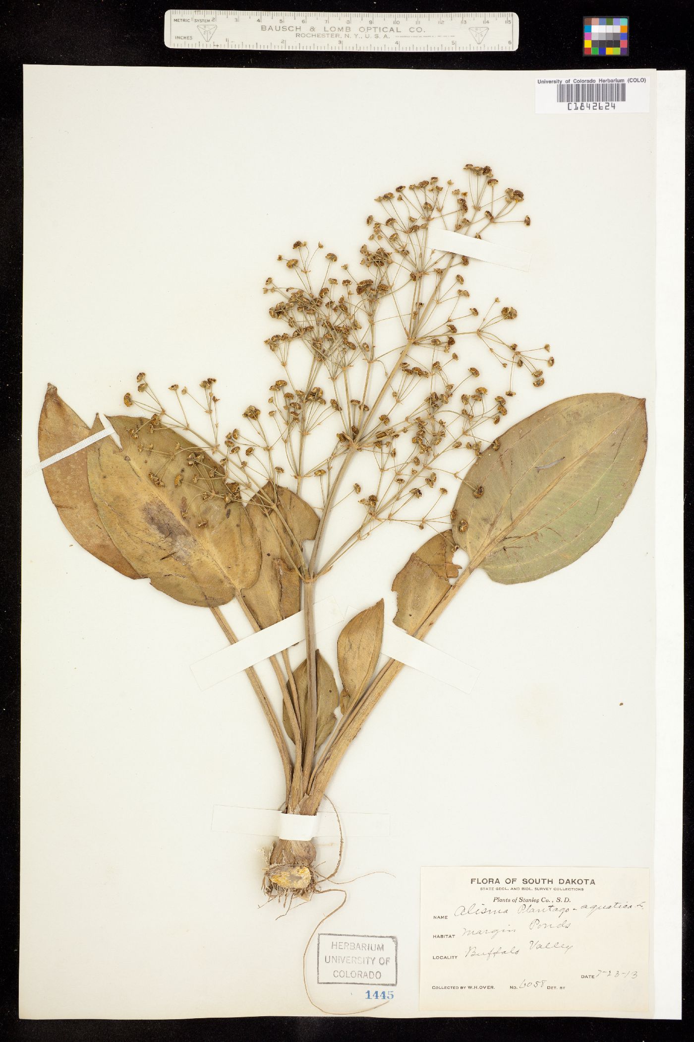Alisma triviale image