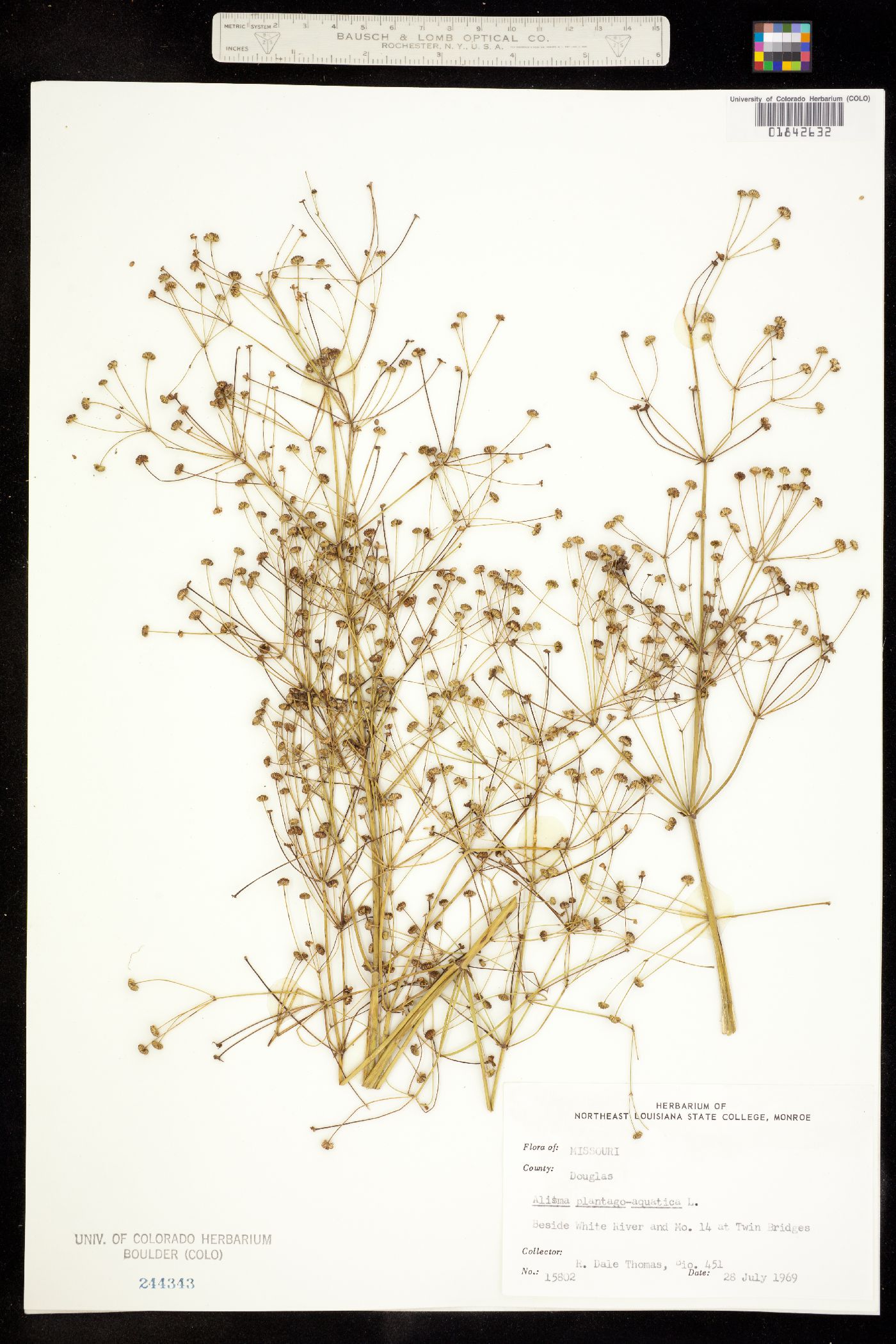 Alisma triviale image
