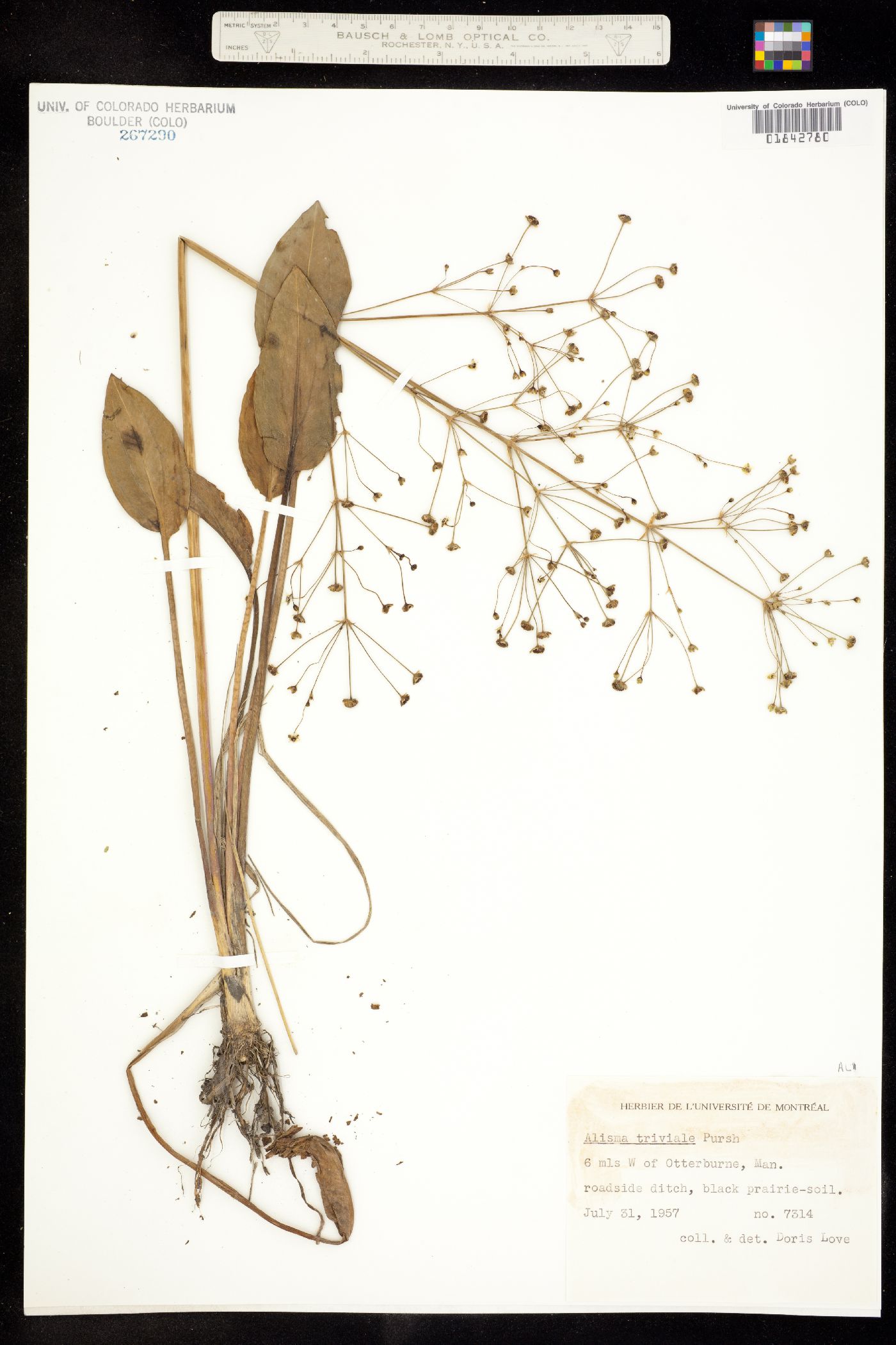 Alisma triviale image