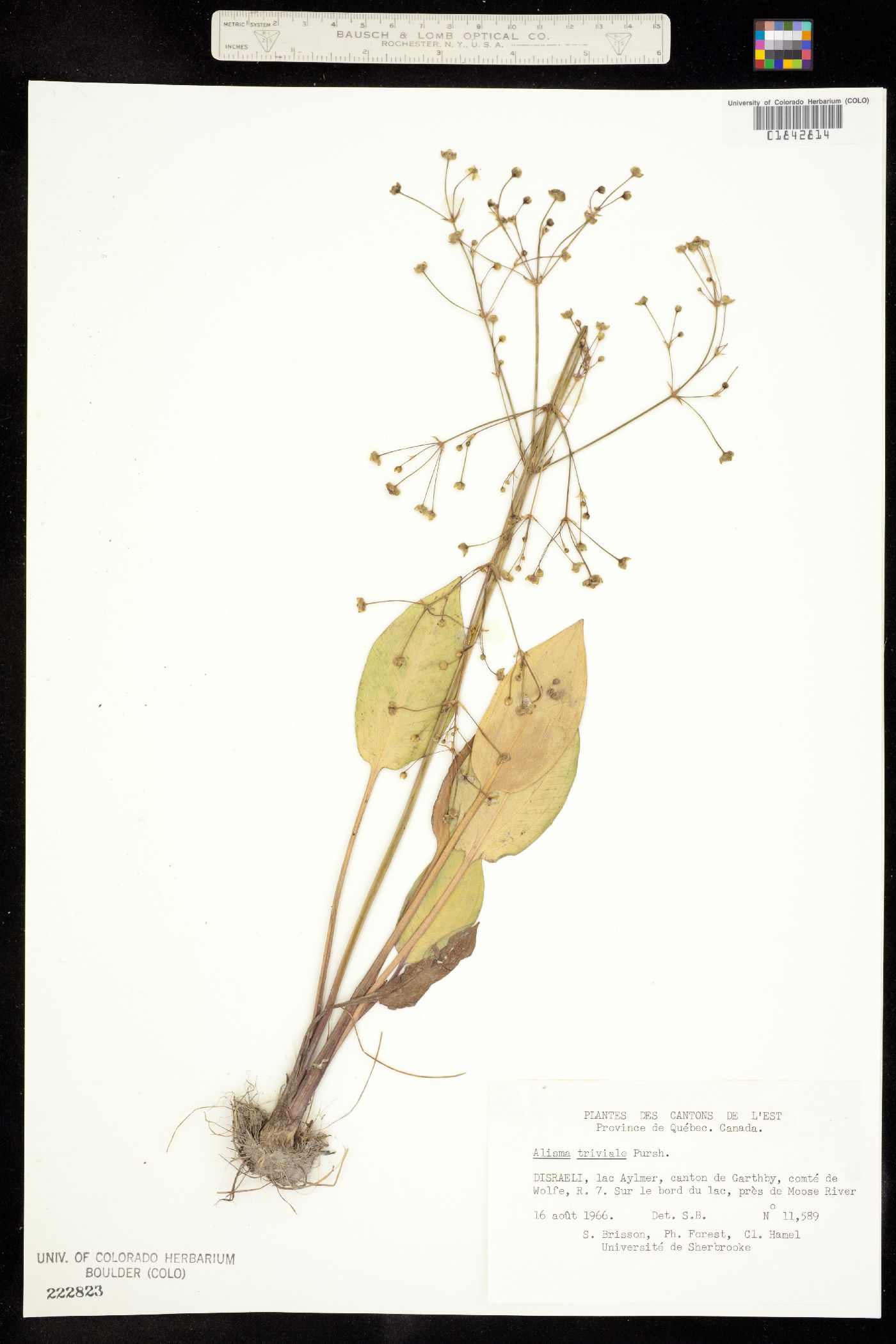 Alisma triviale image