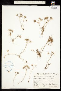 Image of Damasonium californicum