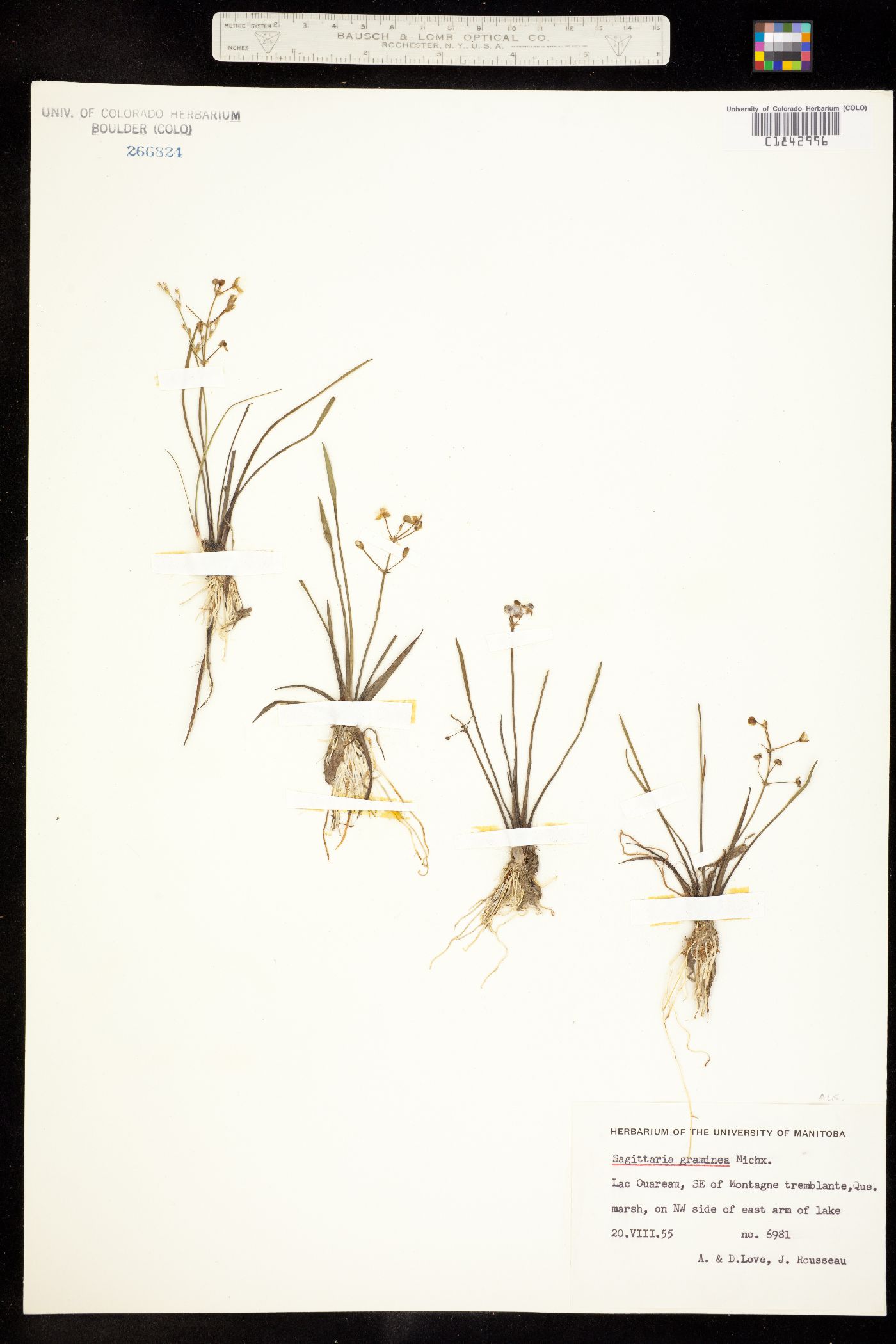 Sagittaria graminea image