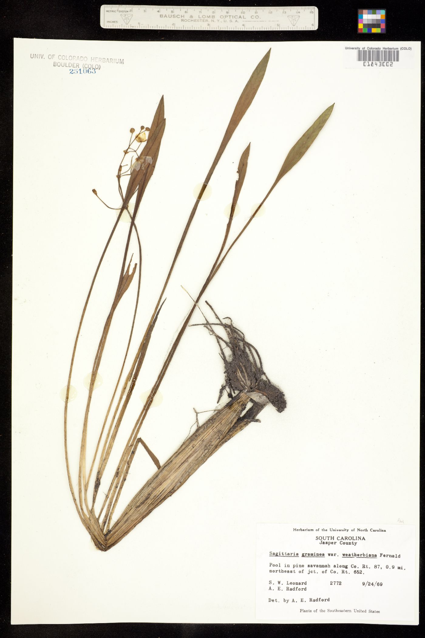 Sagittaria graminea image