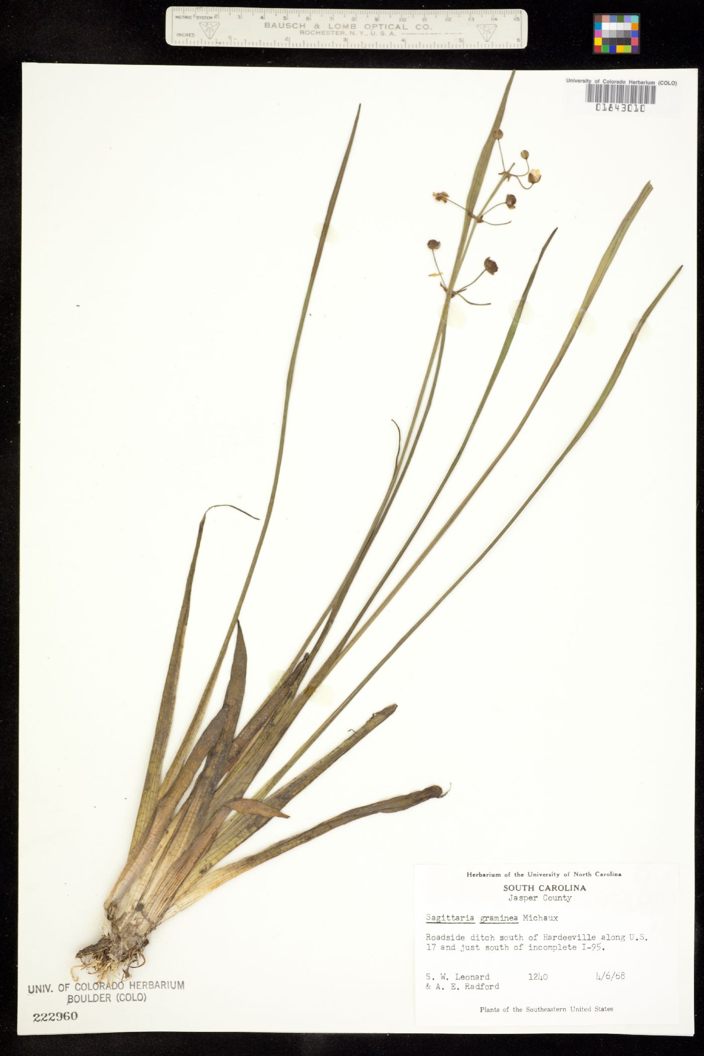 Sagittaria graminea image