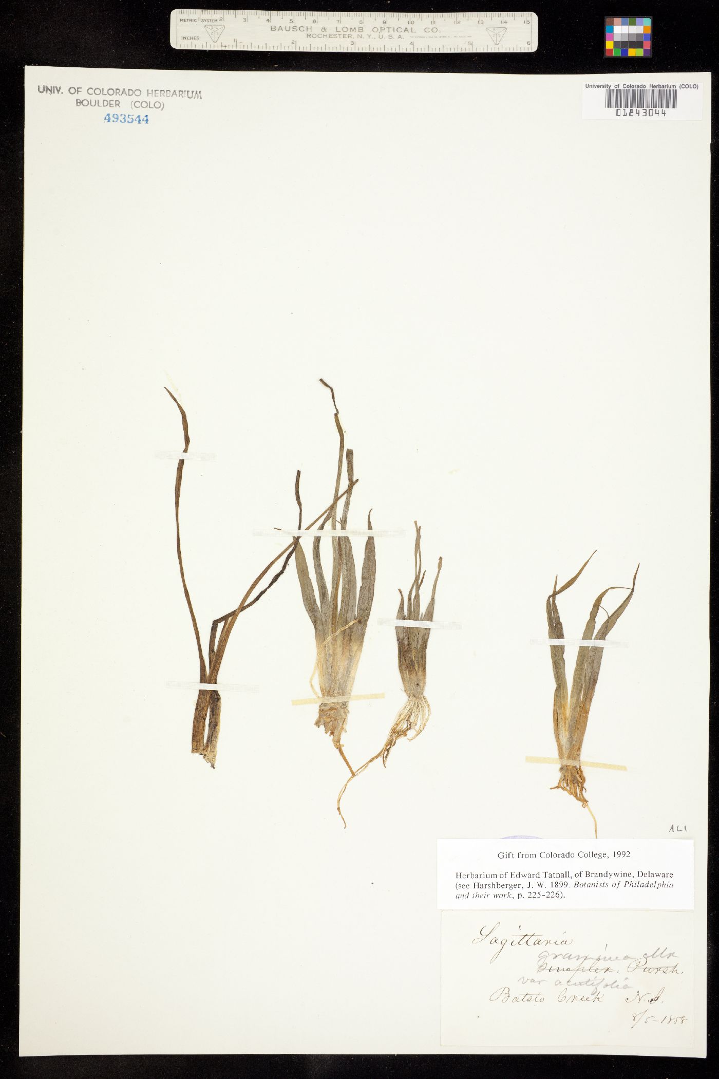 Sagittaria graminea image