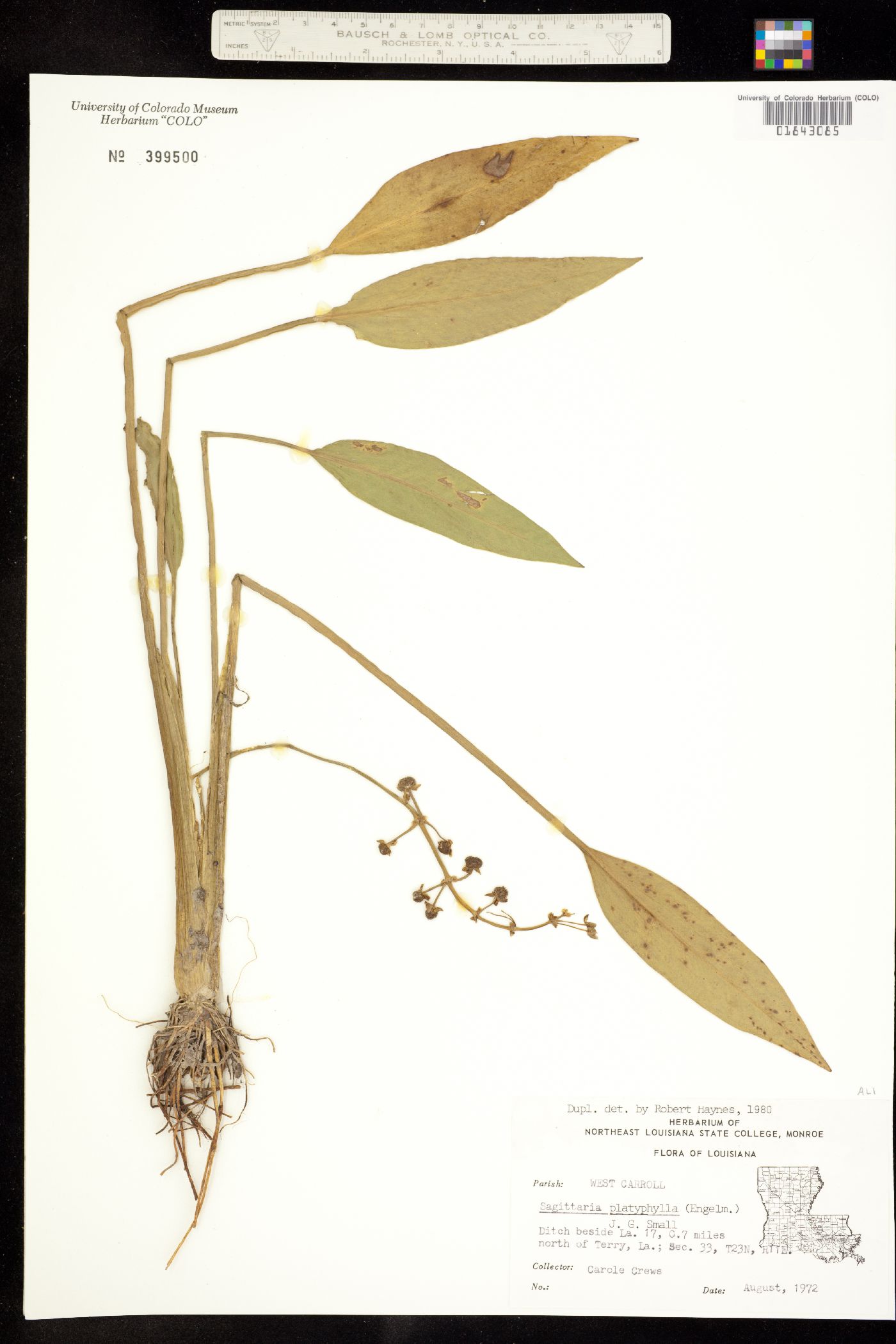 Sagittaria platyphylla image