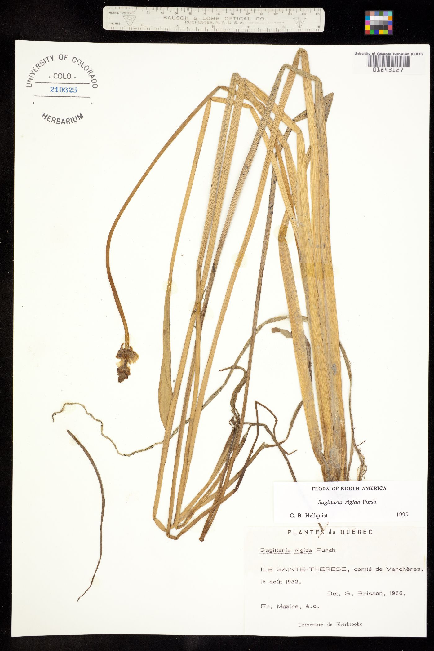 Sagittaria rigida image