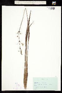 Image of Sagittaria lancifolia