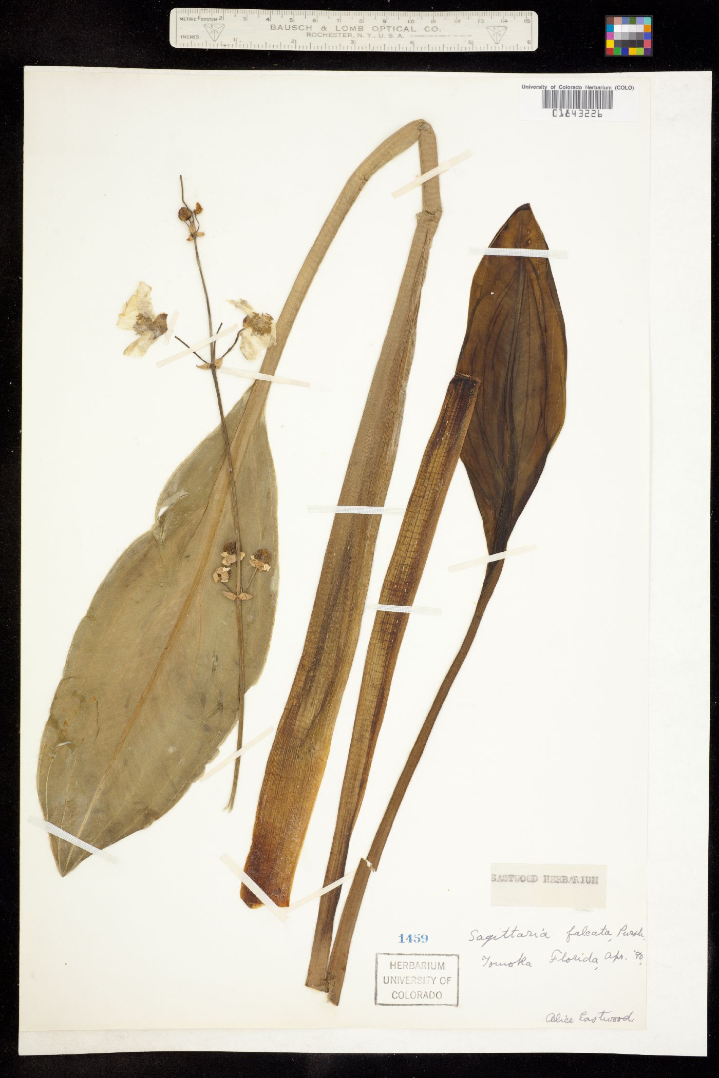 Sagittaria lancifolia ssp. media image