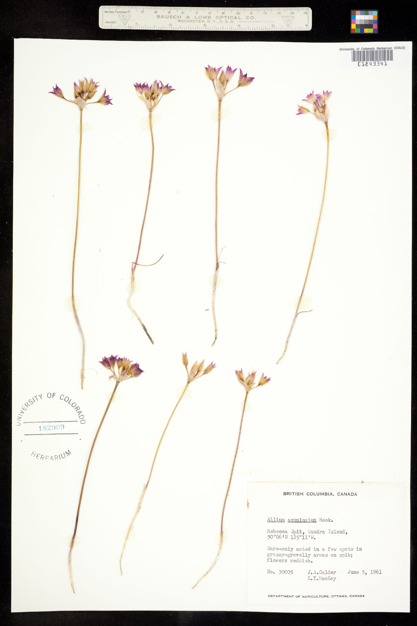 Allium acuminatum image