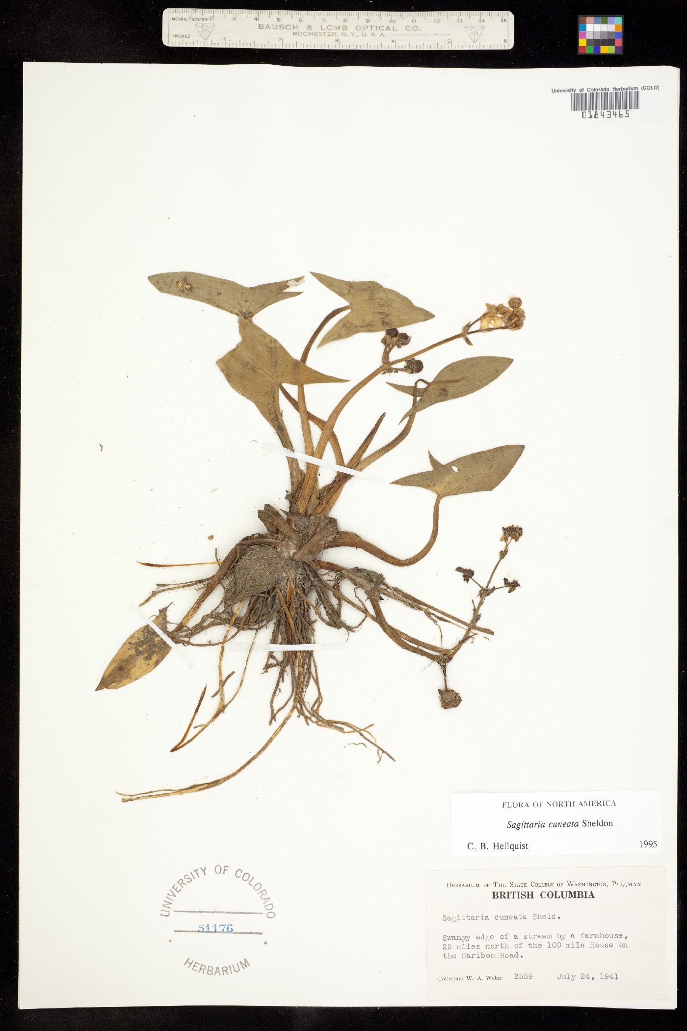Sagittaria cuneata image