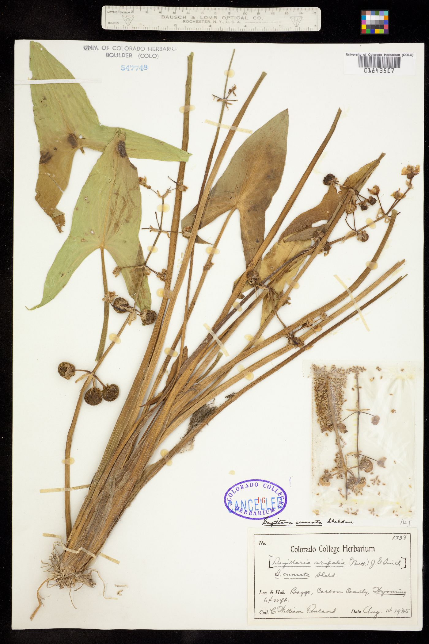 Sagittaria cuneata image