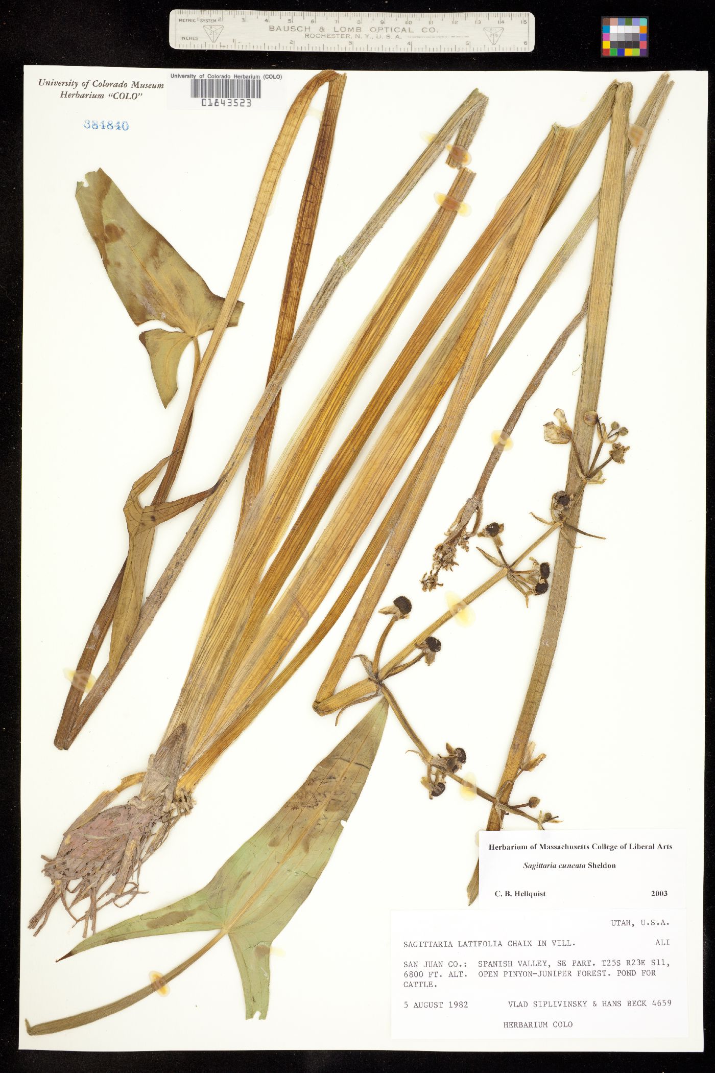 Sagittaria cuneata image