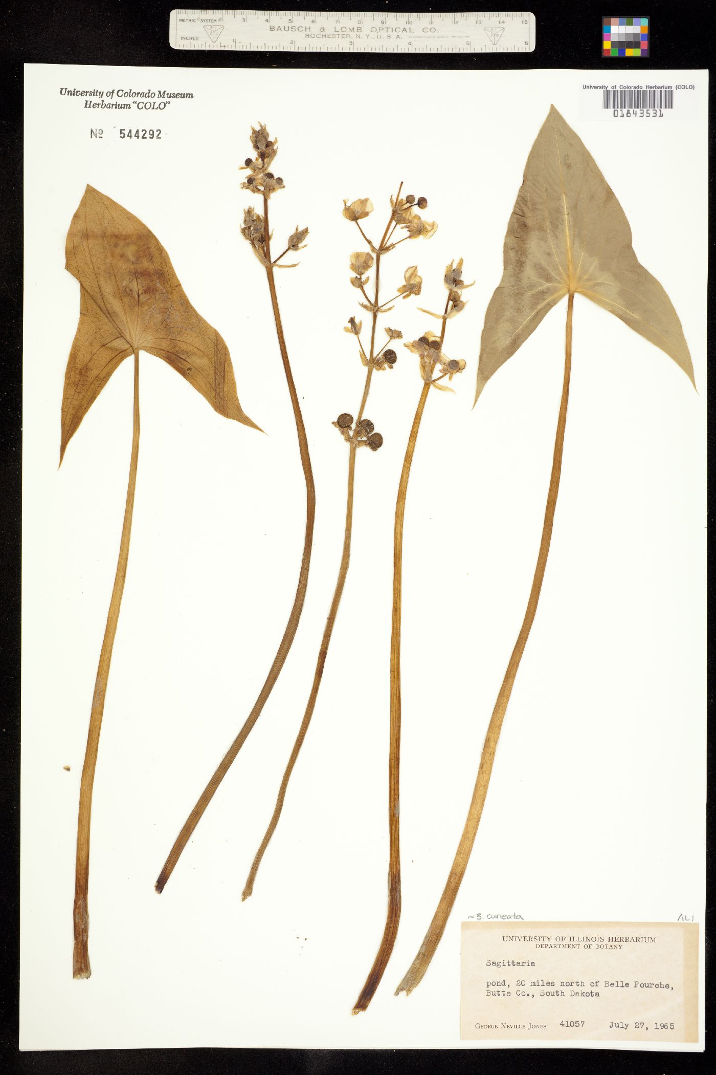 Sagittaria cuneata image